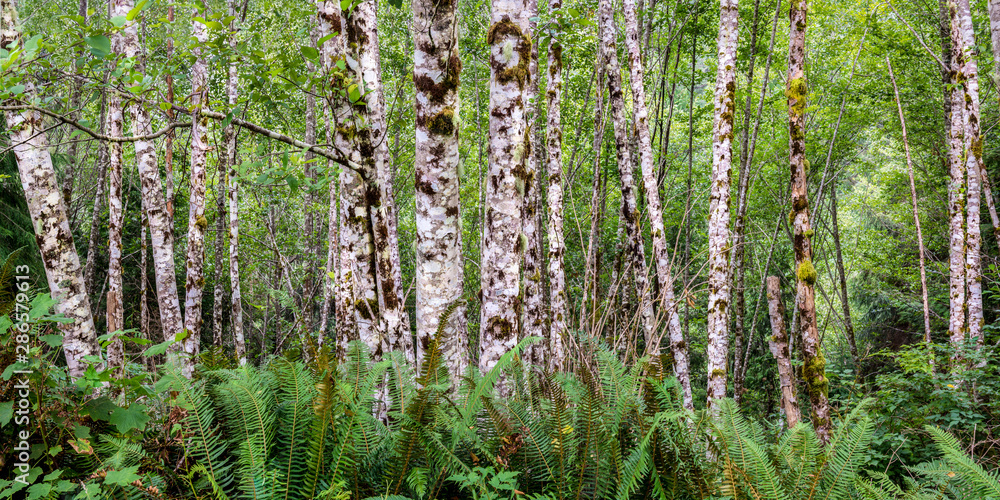 Obraz premium Red alder trees (Alnus rubra) and sword ferns (Polystichum munitum) along western coast of Vancouver Island, British Columbia, Canada.