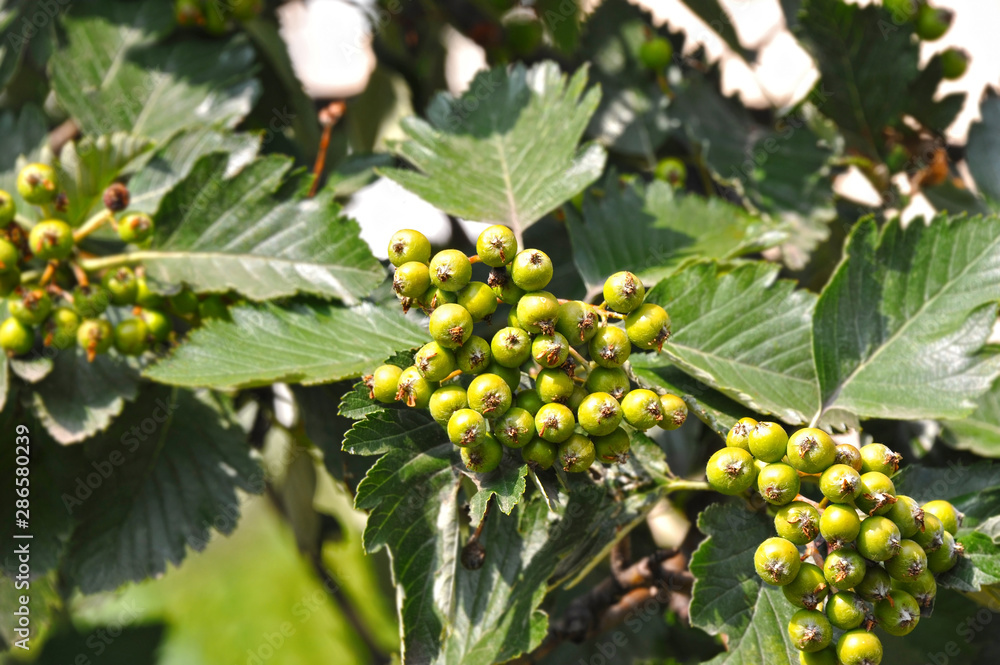 Hawthorn (Crataegus submollis Sarg.) Hawthorn (Crataegus submollis Sarg.)
