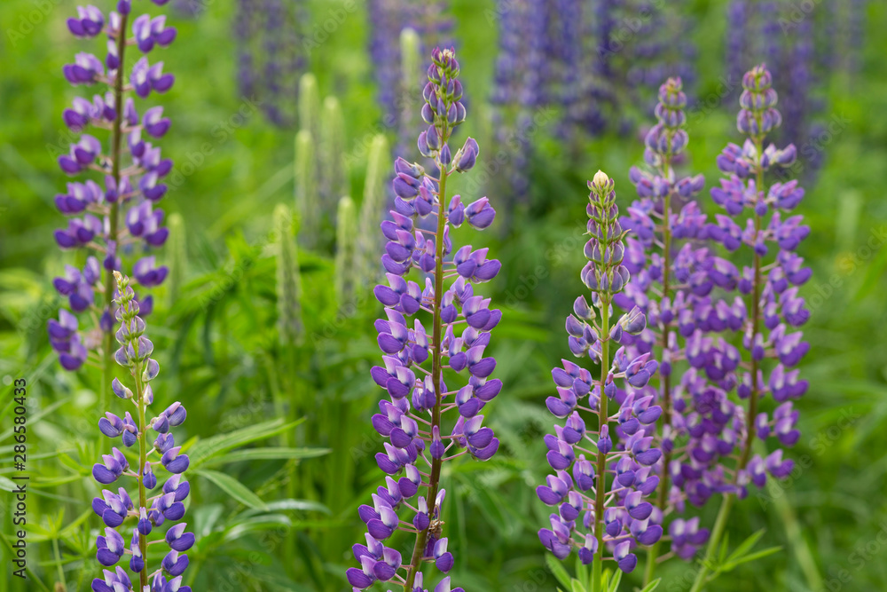 Fototapeta premium Lilac meadow flowers