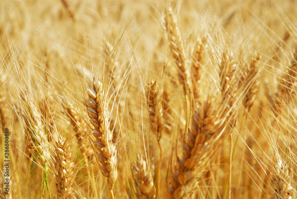 Fototapeta premium Close-up of a field of wheat
