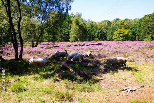 View on herd of sheep grazing in shade of trees in glade of dutch forest heathland with purple blooming heather erica plants (Ericaceae). - Venlo, Netherlands, Groote Heide