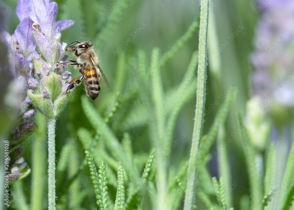 Honeybee in Lavender Flowers Honeybee in Lavender Flowers
