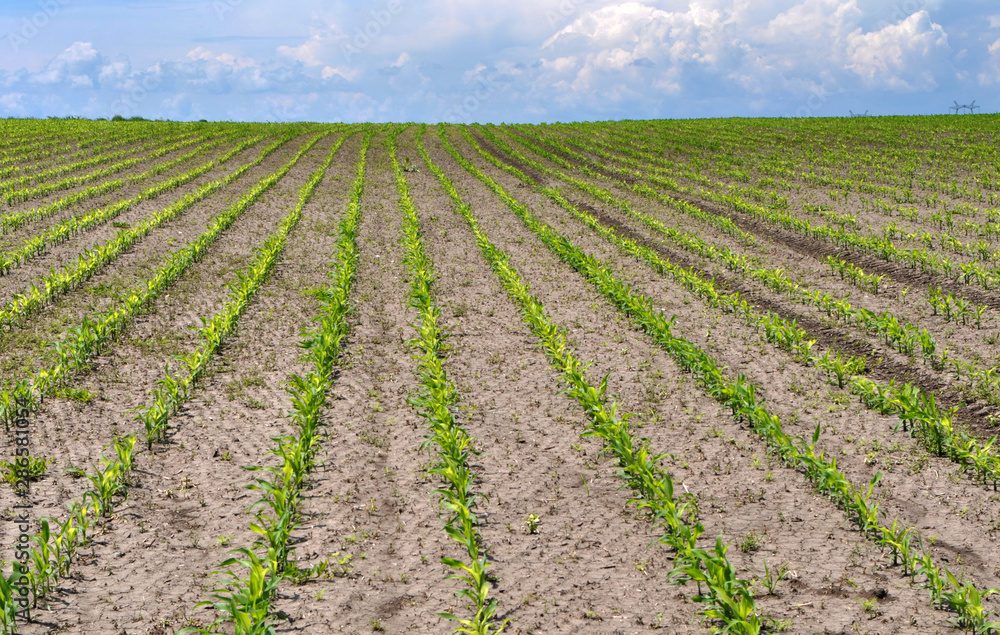 Young corn using herbicides is protected from weeds Young corn using herbicides is protected from weeds