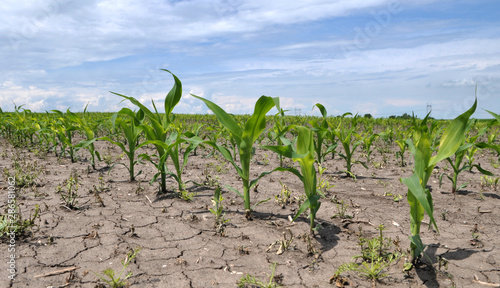 Young corn using herbicides is protected from weeds