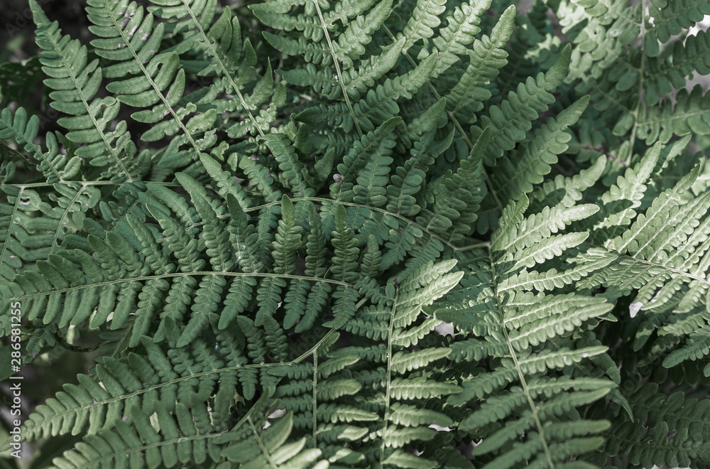 Fototapeta premium Green fern leafs background, close up