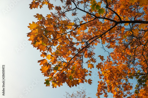 Beautiful yellow and red colorful autumn maple leaves