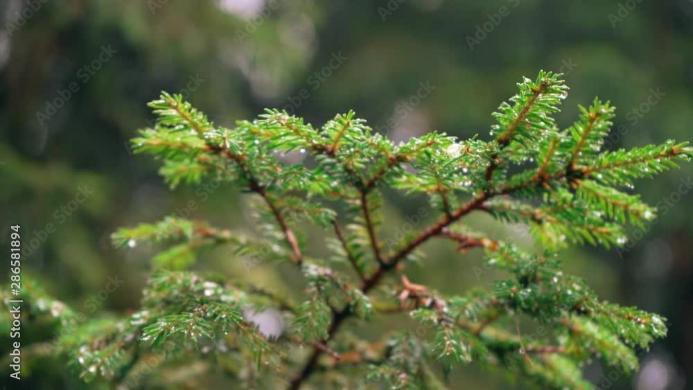 Branches of spruce after the rain move in the wind. Slow motion. Camera flying through the branches in forest. Summer nature Branches of spruce after the rain move in the wind. Slow motion. Camera flying through the branches in forest. Summer nature