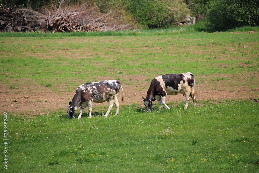 Cows of different breeds graze on a green field on a summer sunny day Cows of different breeds graze on a green field on a summer sunny day