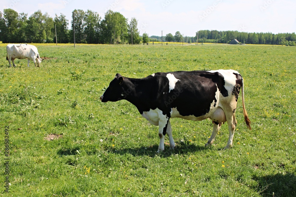 Cows of different breeds graze on a green field on a summer sunny day Cows of different breeds graze on a green field on a summer sunny day