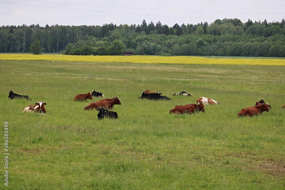 Cows of different breeds graze on a green field on a summer sunny day Cows of different breeds graze on a green field on a summer sunny day