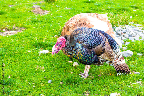 A few home turkeys on the grass. Turkeys live in a farm house, are raised and bred on it.
