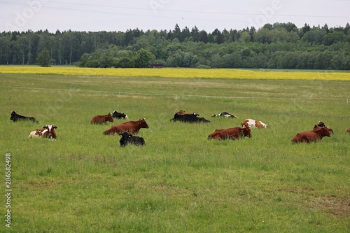 Cows of different breeds graze on a green field on a summer sunny day © Anatolijs