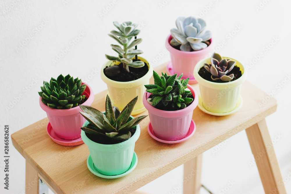 Succulents are on a wooden shelf. Succulents are on a wooden shelf.