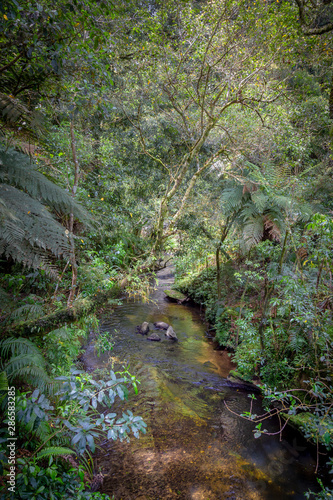 A river in the tropical forest