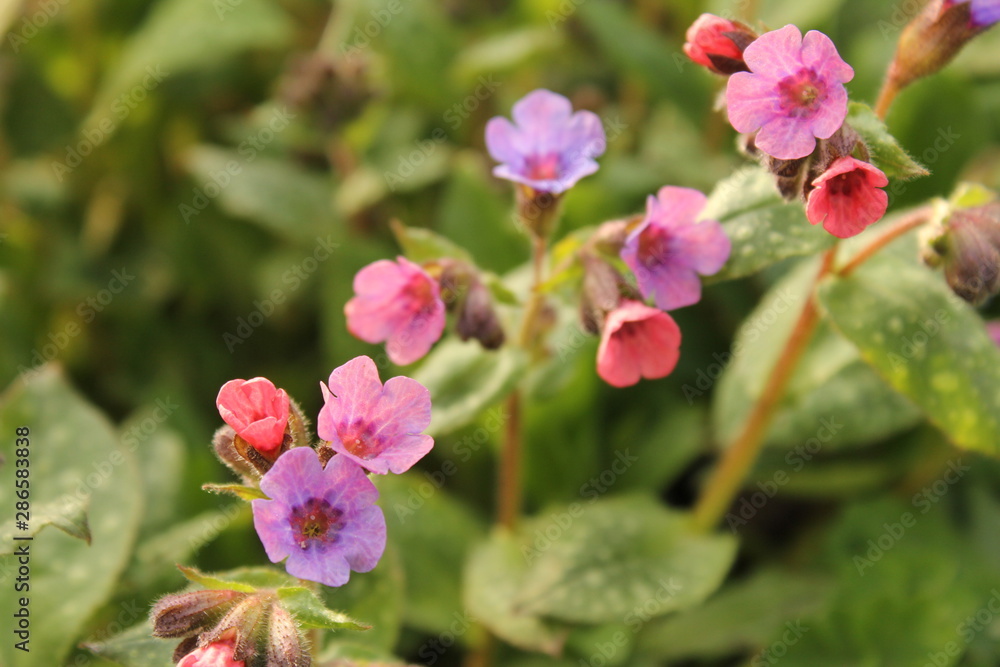a branch with pink and purple lungwort flowers closeup in the garden in spring a branch with pink and purple lungwort flowers closeup in the garden in spring
