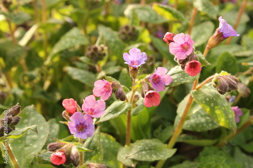 a plant with lila an pink lungwort flowers in the ornamental garden in spring