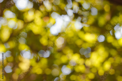 Defocused image of foliage on a tree on a sunny day