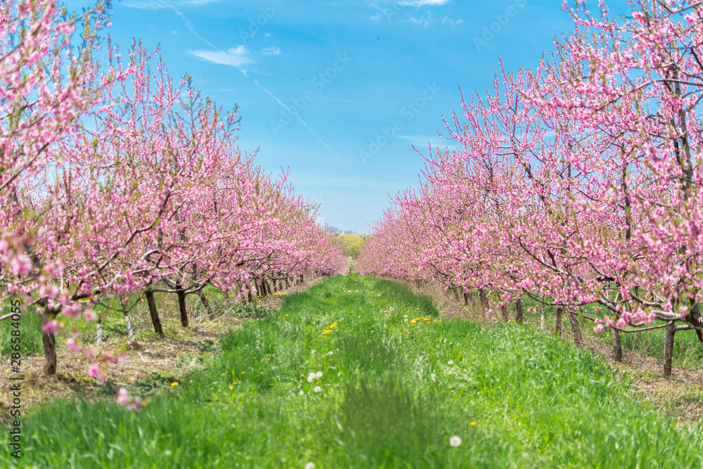 blooming cherry tree in spring