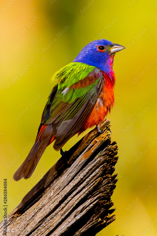 Painted bunting on perch Painted bunting on perch