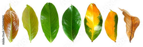 Collection leaves of mountain apple in top view from young leaves to mature leaves isolated on white background.