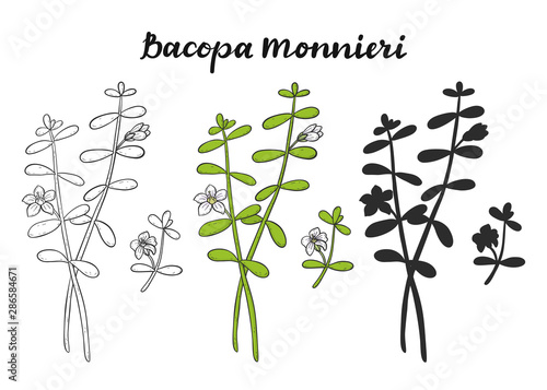 Bacopa monnieri set.