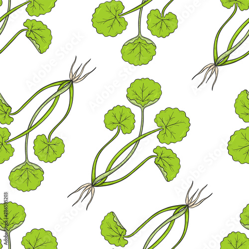 Seamless pattern of Centella asiatica