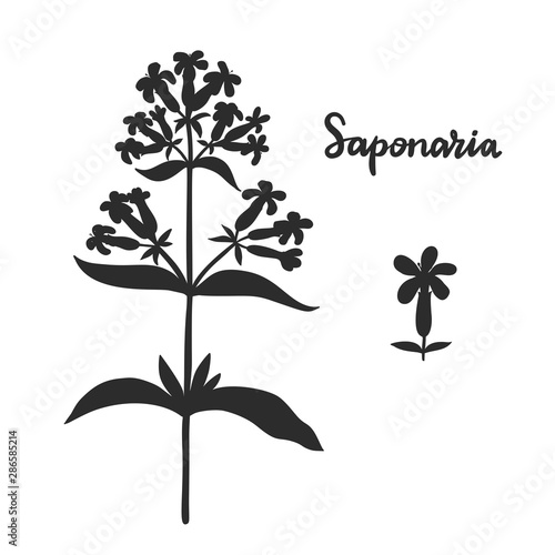 Saponaria officinalis  soapwort  vector illustration.