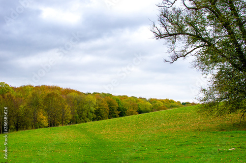 A path through the field against a forest in autumn