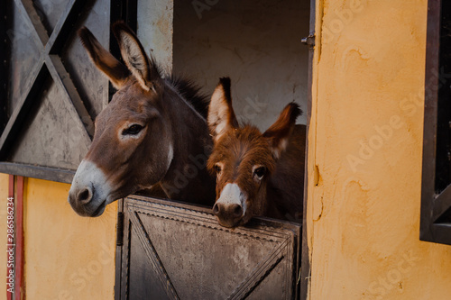 Funny curious donkey baby and mother donkey in the stable