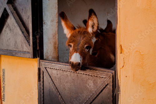 Funny curious donkey baby in the stable © nelladel