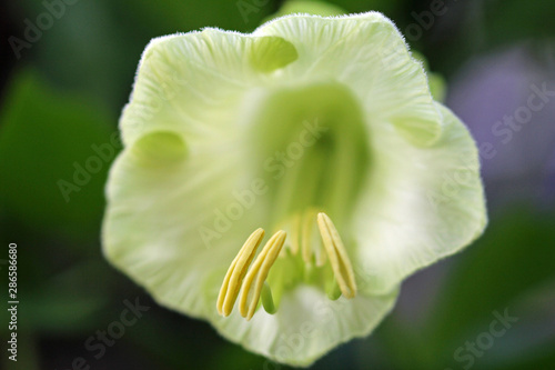 macro from bellvine flower photo