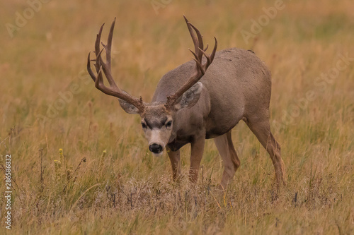 Slika na platnu Trophy mule deer buck