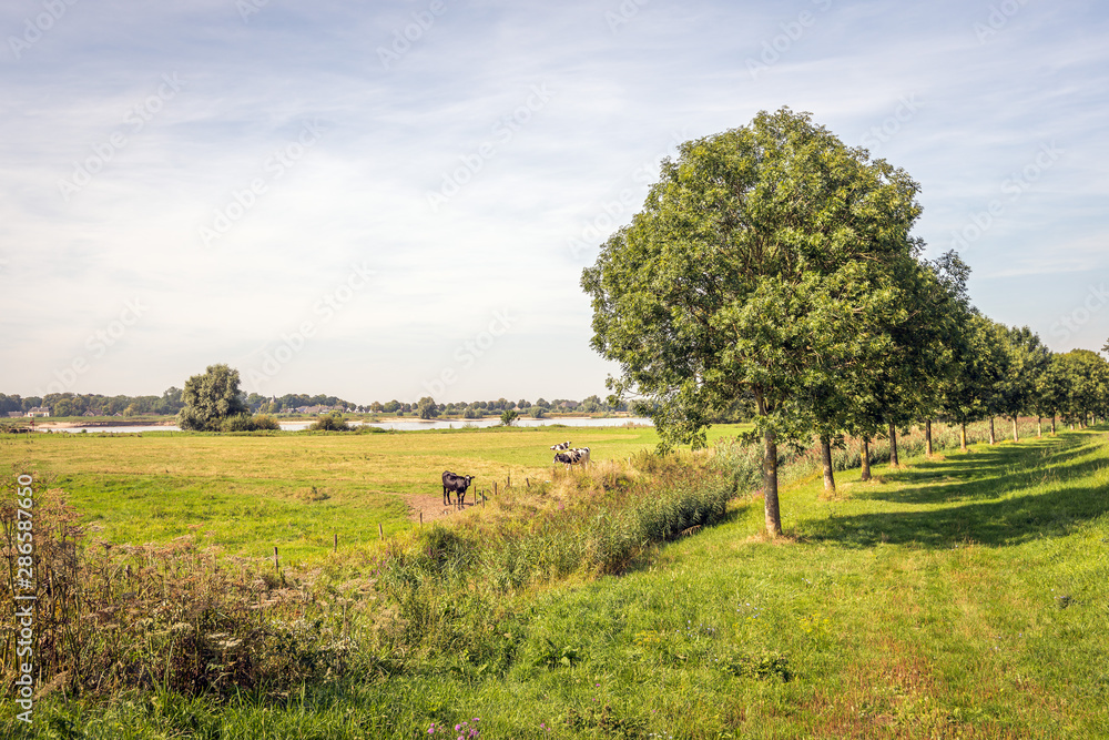 Fototapeta premium At the floodplains of the Dutch river Waal