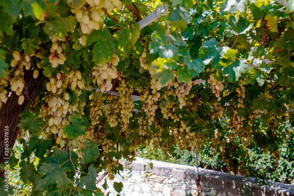 Grapevine with green grapes Grapevine with green grapes