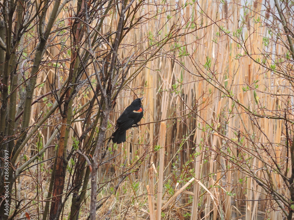 Naklejka premium blackbird