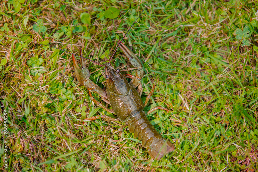 Live crayfish on the green grass, caught crayfish Live crayfish on the green grass, caught crayfish