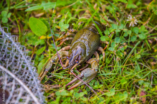 Live crayfish on the green grass, caught crayfish near the cage