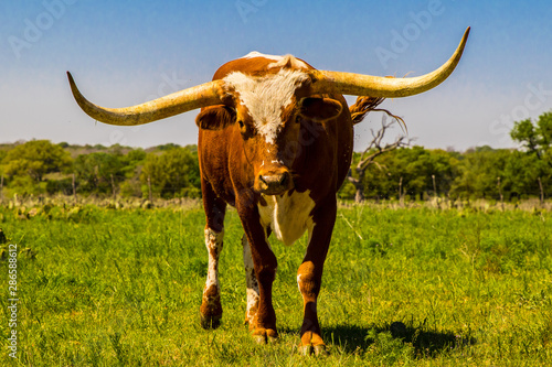 Longhorn bull in ranch pasture photo