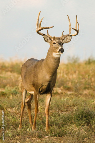 White-tailed buck deer standing © Tom