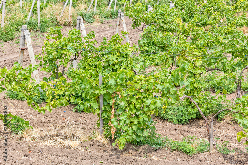 Vineyard with ripening bunches of white grapes, close-up Vineyard with ripening bunches of white grapes, close-up