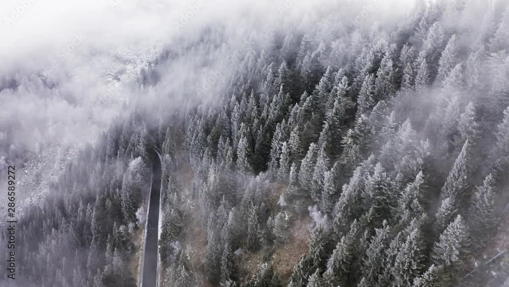Road near snowy pine woods backward aerial in cloudy bad weather.Foggy mountain forest with ice frost covered trees in Winter drone flight establisher. Road near snowy pine woods backward aerial in cloudy bad weather.Foggy mountain forest with ice frost covered trees in Winter drone flight establisher.