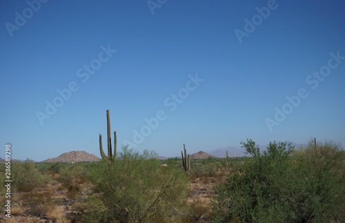 cactus  landscape  nature  desert