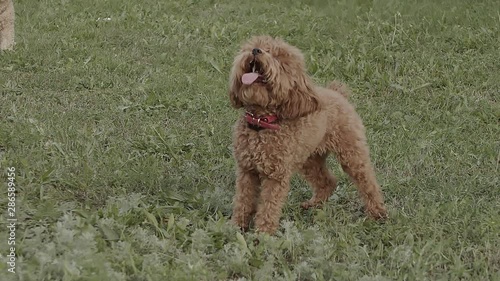 Girl playing with dogs, a poodle breed, on green grass.