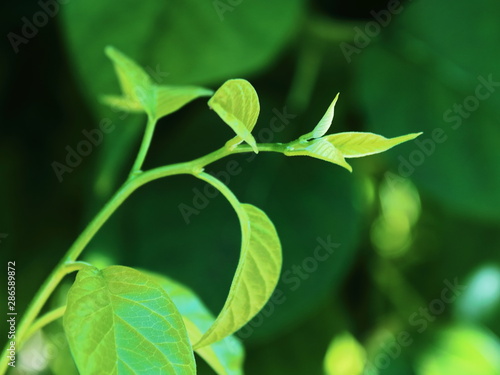 abstract young plant texture background