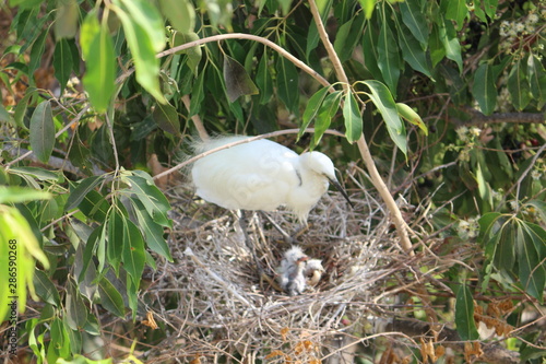 Stork in her nest with chicks