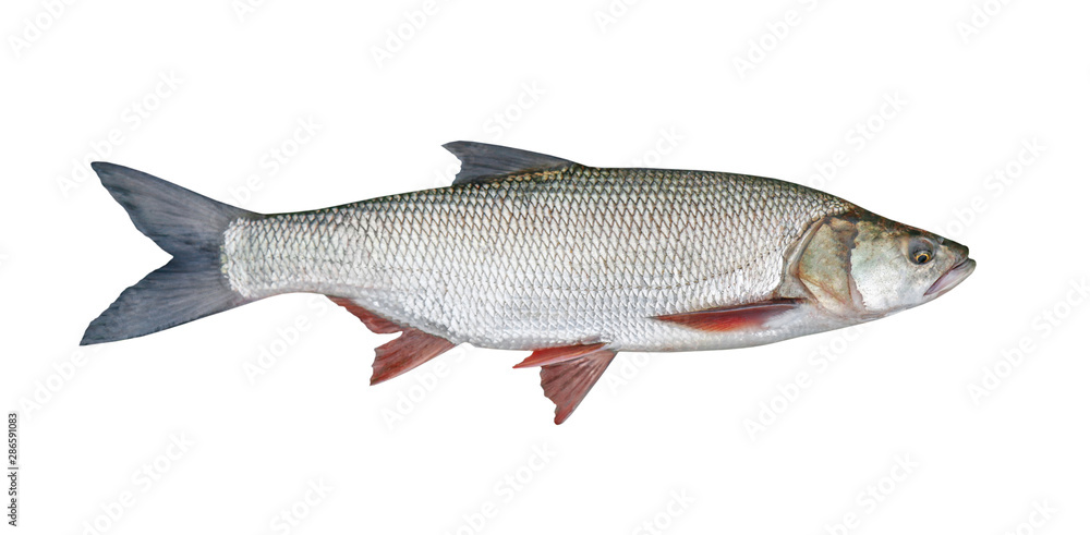 Naklejka premium fishing catch - Aspius, isolated over white