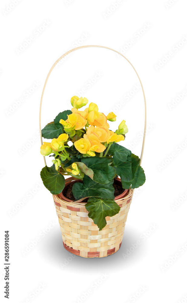 Houseplant - flowering Begonia a potted plant isolated over white