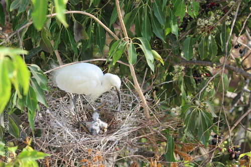 Stork in her nest with chicks