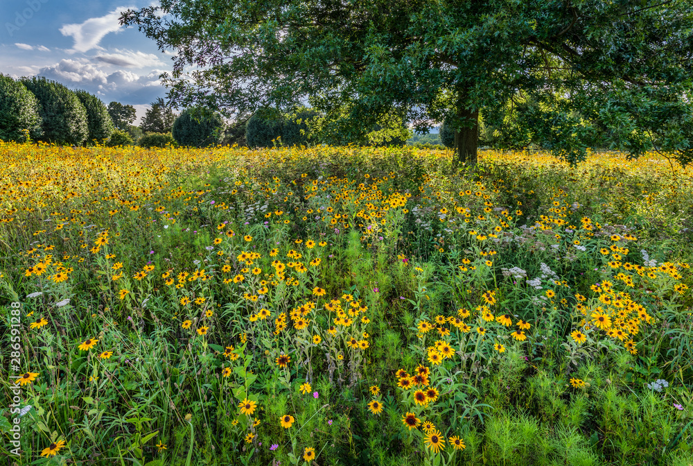Black-eyed Susans and other native wildflowers in a meadow in central Virginia. 