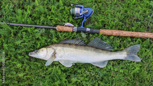 fishing catch - zander photo